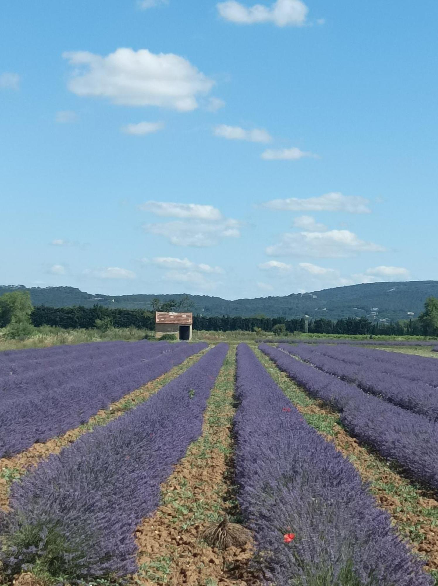 Chambre D'Hotes Les Garrigues Piolenc Екстер'єр фото
